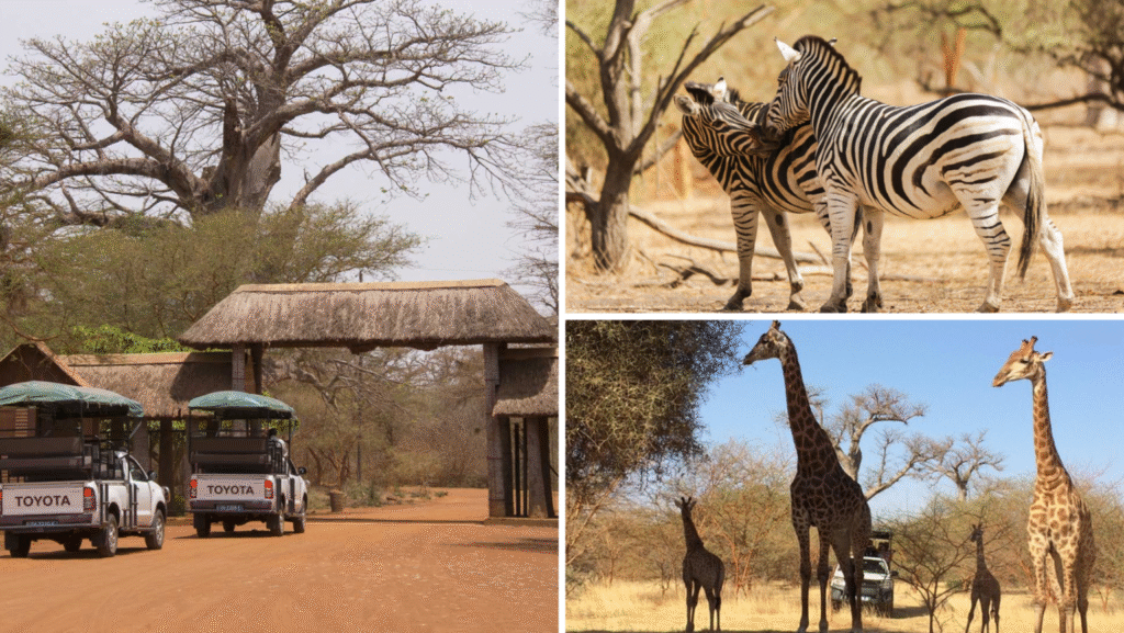 Réserve de Bandia au Sénégal : tout savoir avant de visiter