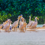 Parc national du Djoudj : tout savoir avant de visiter