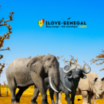 Un futur safari big five au Sénégal ?