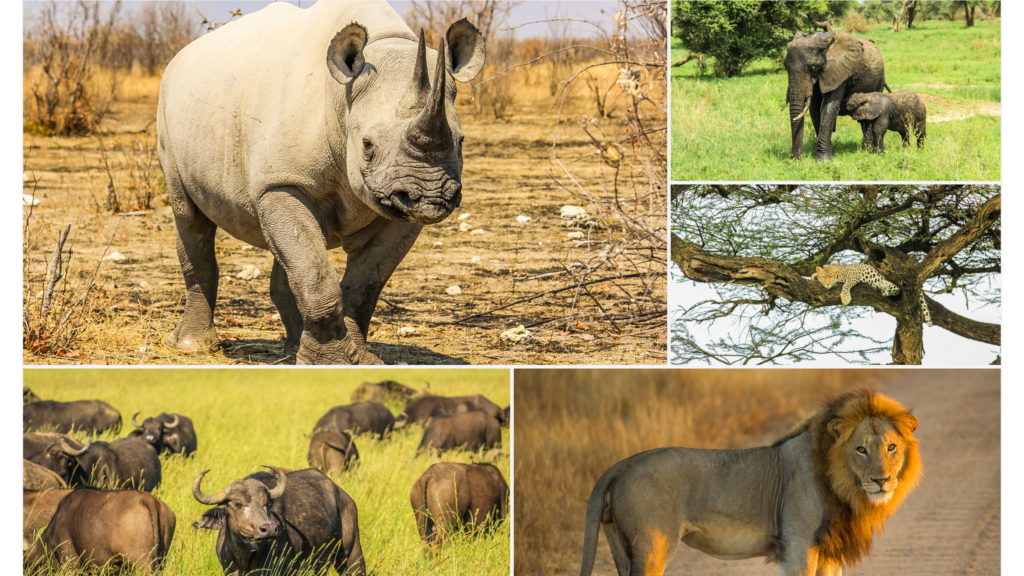 Un futur safari big five au Sénégal ?